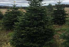 Christmas Tree Specialists Gallery-10