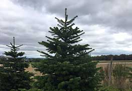 Christmas Tree Specialists Gallery-13