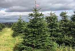 Christmas Tree Specialists Gallery-14