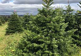 Christmas Tree Specialists Gallery-15
