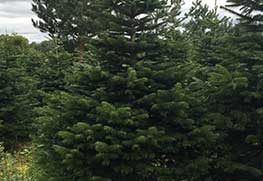 Christmas Tree Specialists Gallery-16