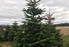 Christmas Tree Specialists Gallery-20