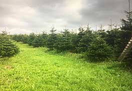 Christmas Tree Specialists Gallery-21