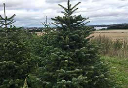 Christmas Tree Specialists Gallery-23