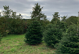 Christmas Tree Specialists Gallery-24