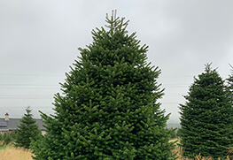 Christmas Tree Specialists Gallery-26