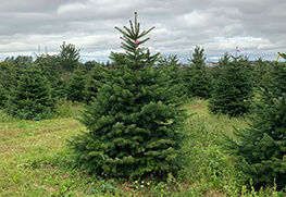 Christmas Tree Specialists Gallery-34