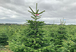Christmas Tree Specialists Gallery-38