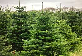 Christmas Tree Specialists Gallery-4