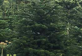 Christmas Tree Specialists Gallery-6