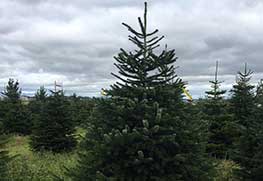 Christmas Tree Specialists Gallery-8