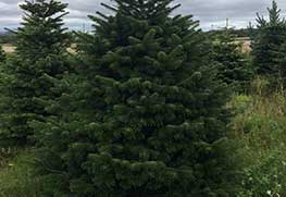 Christmas Tree Specialists Gallery-9