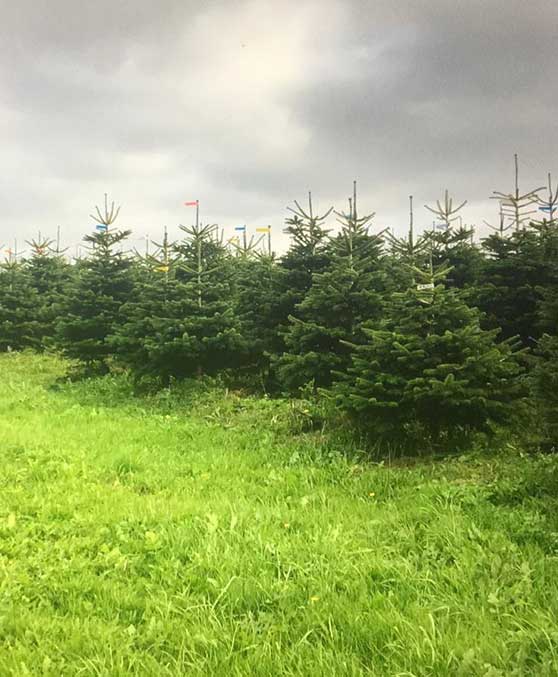 Christmas Tree Growers Essex