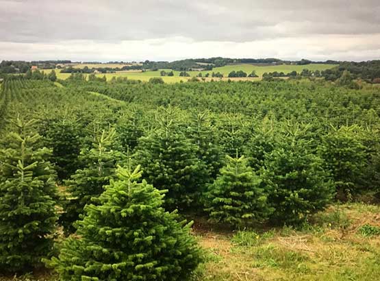Wholesale Christmas Trees Essex