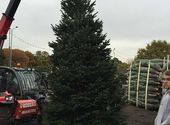 Large Christmas Tree at our Christmas Tree Distribution Depot
