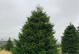 Christmas Tree Specialists Gallery-31