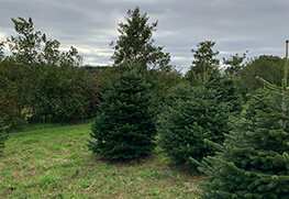 Christmas Tree Specialists Gallery-44
