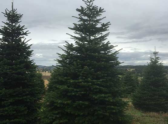 Large Christmas Trees in Essex